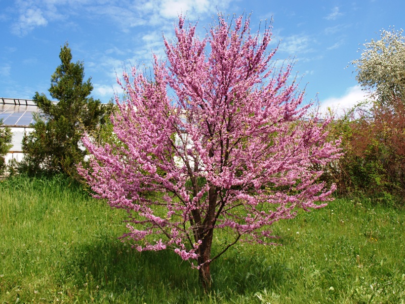 Δέντρα στους δρόμους Cercis_siliquastrum_(Poltava_Botanical_garden)