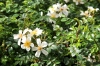 Rosa `Green Summer`® awarded Gold at Floral2023