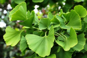 GINKGO BILOBA