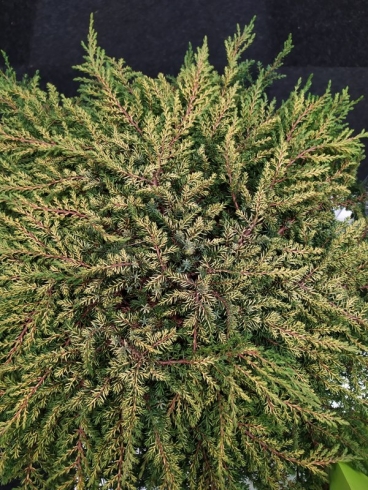 JUNIPERUS COMMUNIS