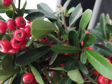 PYRACANTHA COCCINEA Red Star