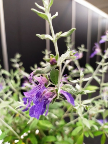 TEUCRIUM FRUTICANS Ventecu