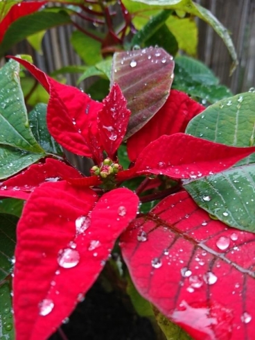 Poinsettia care