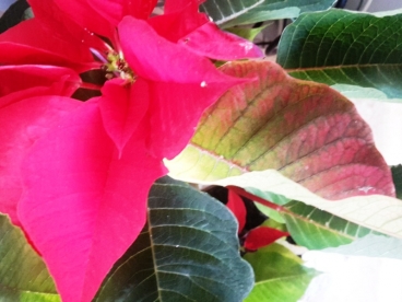 poinsettia