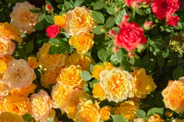 � ����� �� �� ������������