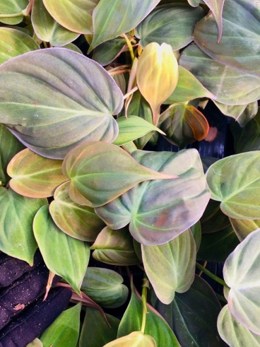 ���� ��� Philodendron micans ���� ��� ��� ���������