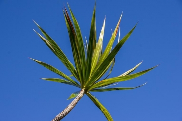 AI(Dracaena)