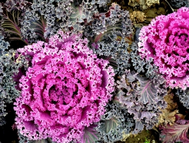 ΦΕΡΝΟΝΤΑΣ ΤΑ ΦΥΤΑ ΜΕΣΑ ΤΟΝ ΧΕΙΜΩΝΑ