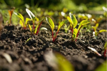 ΤΙ ΝΑ ΦΥΤΕΨΕΤΕ ΣΤΟΝ ΦΘΙΝΟΠΩΡΙΝΟ ΚΗΠΟ ΣΑΣ