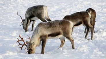 �������� ���� ���������: �� ����� ��� ��������� �����