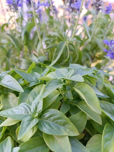 � ���������� ���������� ��� ����� �� ������� ���� ����������� ����