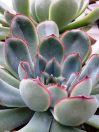 � ������ ��� TEAL ���� ����: 7 ���� �� ������� BLUISH-GREEN �������