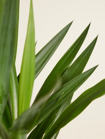 ������ ��� ����� � ���� ����; ��� ��� ������ �� ���������