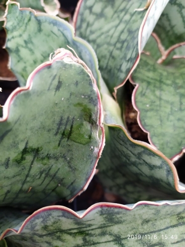 SANSEVIERIA ������� ��� ���� ����