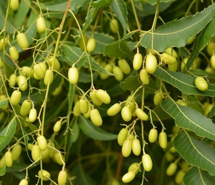 NEEM OIL: �� ������ ������� ��� ���� ��� ������� ����