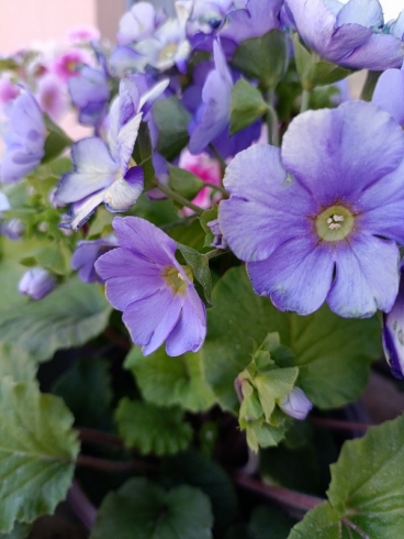 ����� �������: ���������� ��� ���� ��� �� ���� �������