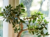 ������ ������� CRASSULA OVATA   /    ��� �� ���������� ��� ���� ��� ����������