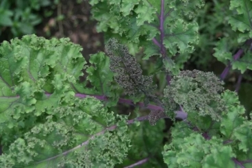 KALE ��� �� ������������� ��������